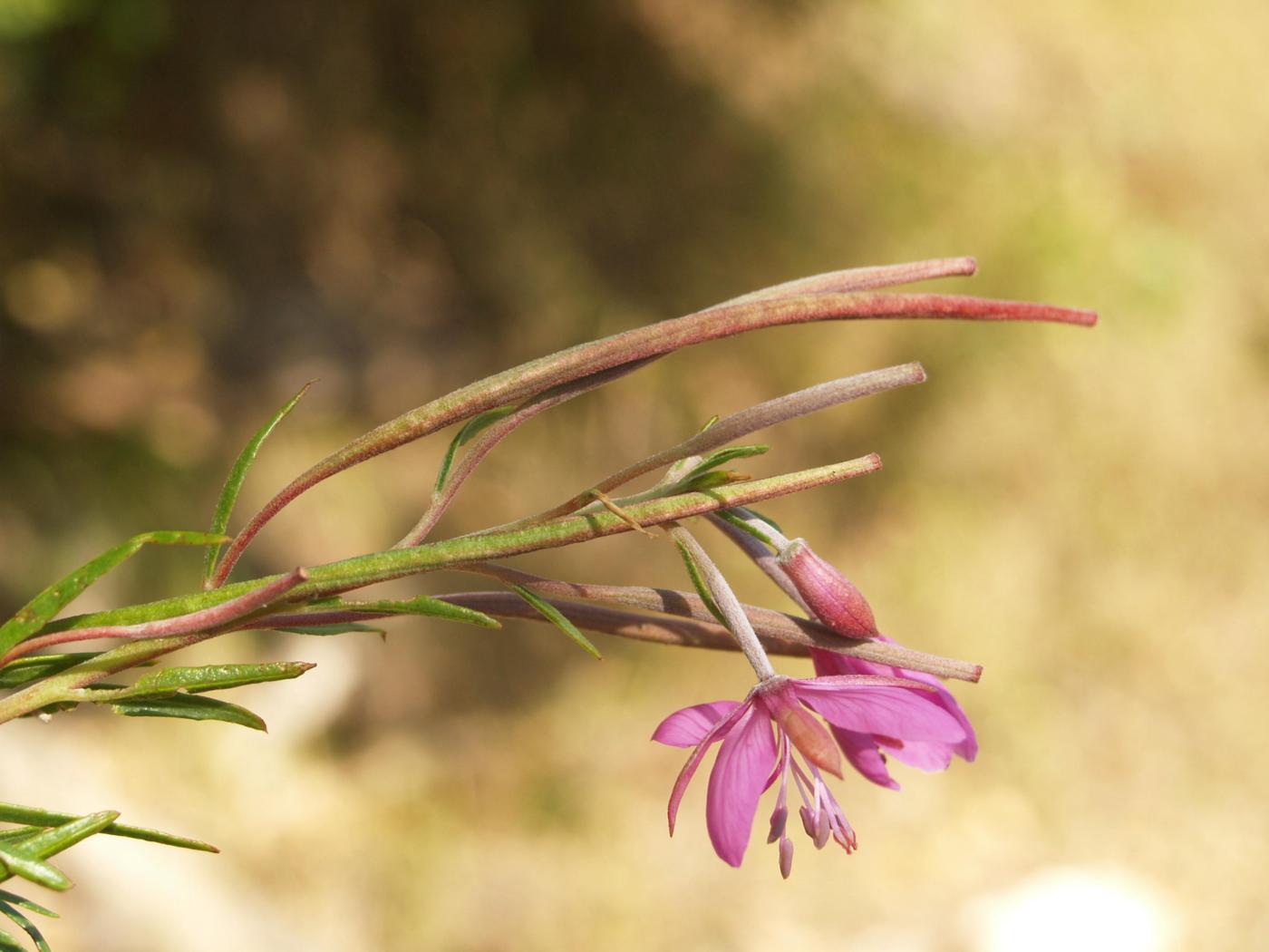 Willow-herb, [Rosemary-leaved] fruit